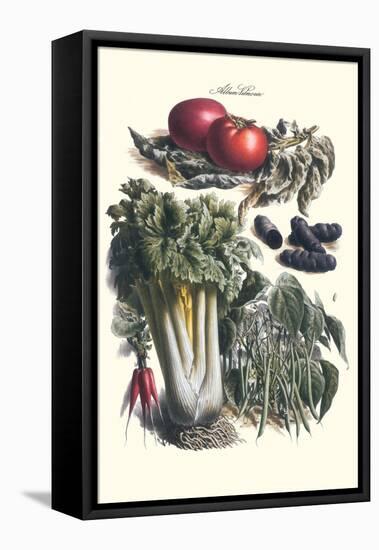 Vegetables; Green Beans, Purple Sweet Potato, and Tomato-Philippe-Victoire Leveque de Vilmorin-Framed Stretched Canvas