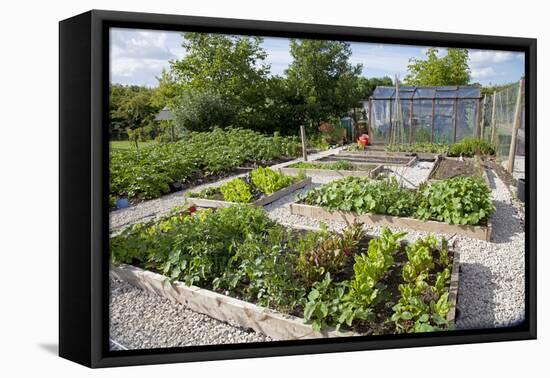 Vegetables Growing in Raised Beds on Garden Plot-null-Framed Premier Image Canvas