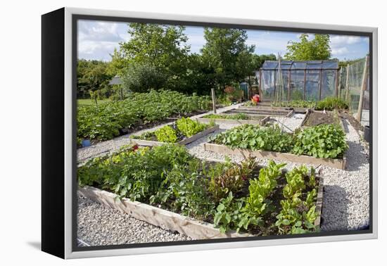 Vegetables Growing in Raised Beds on Garden Plot-null-Framed Premier Image Canvas