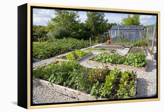 Vegetables Growing in Raised Beds on Garden Plot-null-Framed Premier Image Canvas