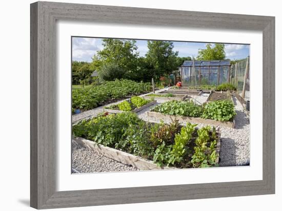 Vegetables Growing in Raised Beds on Garden Plot-null-Framed Photographic Print