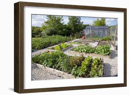 Vegetables Growing in Raised Beds on Garden Plot-null-Framed Photographic Print