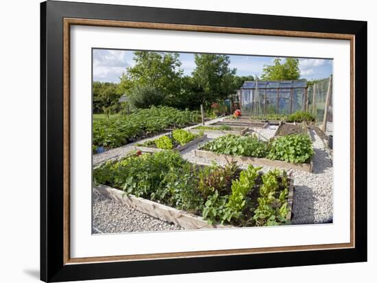 Vegetables Growing in Raised Beds on Garden Plot-null-Framed Photographic Print