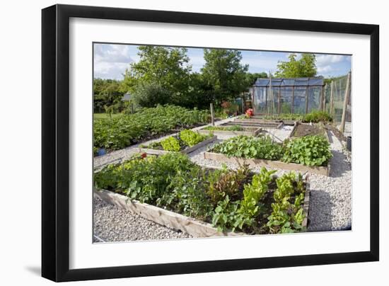 Vegetables Growing in Raised Beds on Garden Plot-null-Framed Photographic Print