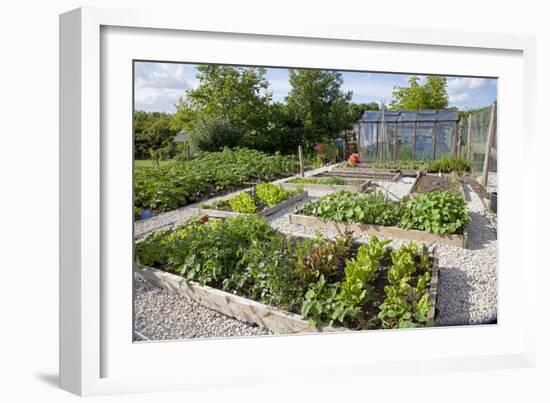 Vegetables Growing in Raised Beds on Garden Plot-null-Framed Photographic Print