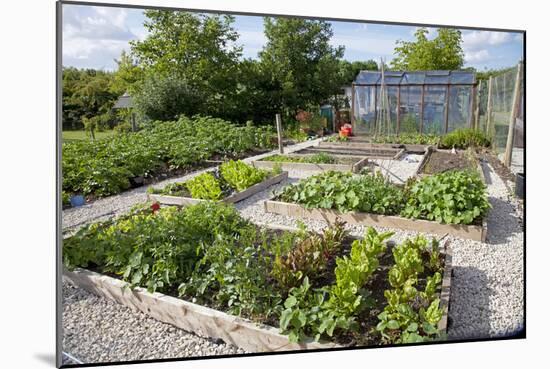 Vegetables Growing in Raised Beds on Garden Plot-null-Mounted Photographic Print