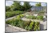 Vegetables Growing in Raised Beds on Garden Plot-null-Mounted Photographic Print
