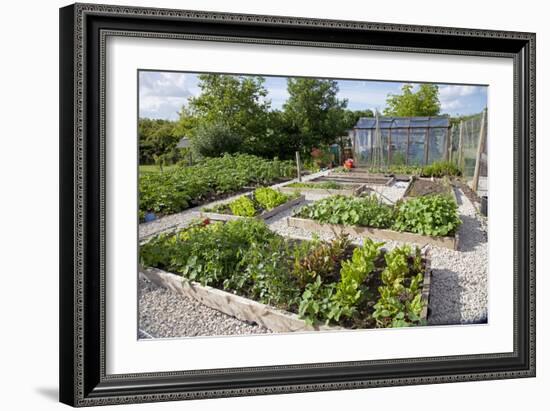 Vegetables Growing in Raised Beds on Garden Plot-null-Framed Photographic Print