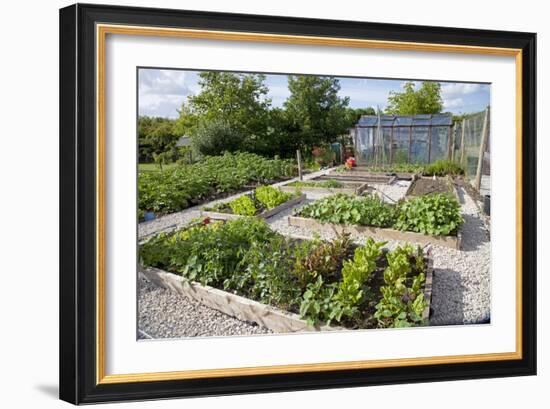 Vegetables Growing in Raised Beds on Garden Plot-null-Framed Photographic Print