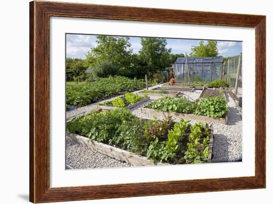 Vegetables Growing in Raised Beds on Garden Plot-null-Framed Photographic Print