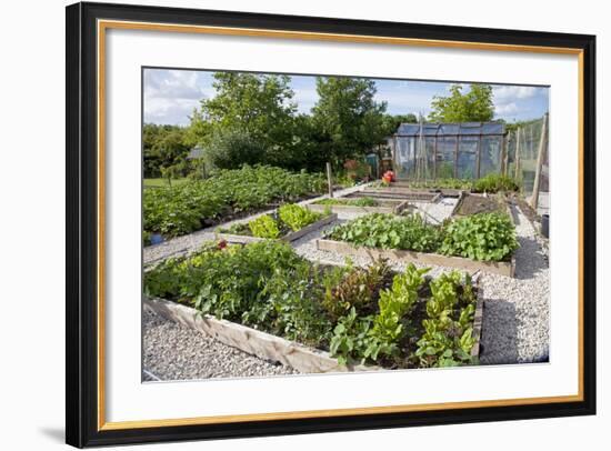 Vegetables Growing in Raised Beds on Garden Plot-null-Framed Photographic Print