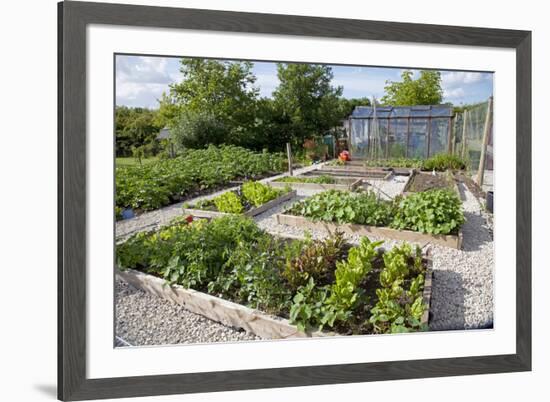 Vegetables Growing in Raised Beds on Garden Plot-null-Framed Photographic Print