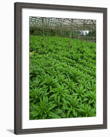 Vegetables Growing Near Tanah Rata in Cameron Highlands, Perak Province, Malaysia, Southeast Asia-Robert Francis-Framed Photographic Print