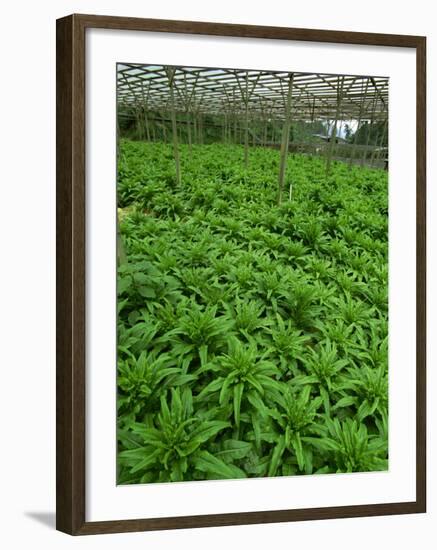 Vegetables Growing Near Tanah Rata in Cameron Highlands, Perak Province, Malaysia, Southeast Asia-Robert Francis-Framed Photographic Print