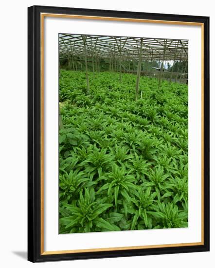 Vegetables Growing Near Tanah Rata in Cameron Highlands, Perak Province, Malaysia, Southeast Asia-Robert Francis-Framed Photographic Print