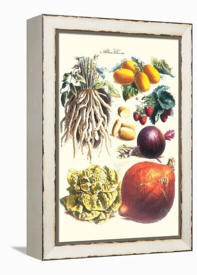 Vegetables; Lettuce, Persimmon, Turnip, Potato, Pumpkin, Strawberries, and Legumes-Philippe-Victoire Leveque de Vilmorin-Framed Stretched Canvas