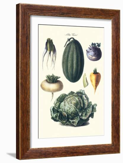 Vegetables; Melon, Turnip, Lettuce, Cabbage,-Philippe-Victoire Leveque de Vilmorin-Framed Art Print