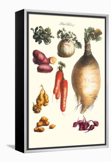 Vegetables; Onion, Potato, Carrot, Roots, Tubers-Philippe-Victoire Leveque de Vilmorin-Framed Stretched Canvas