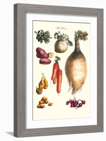 Vegetables; Onion, Potato, Carrot, Roots, Tubers-Philippe-Victoire Leveque de Vilmorin-Framed Art Print