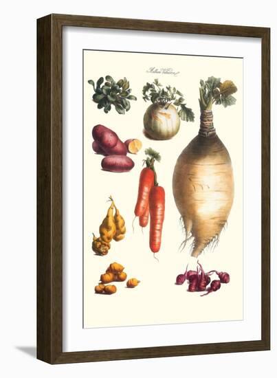 Vegetables; Onion, Potato, Carrot, Roots, Tubers-Philippe-Victoire Leveque de Vilmorin-Framed Art Print