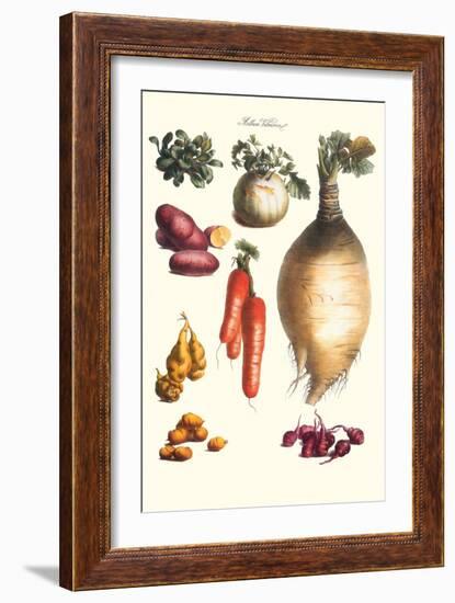 Vegetables; Onion, Potato, Carrot, Roots, Tubers-Philippe-Victoire Leveque de Vilmorin-Framed Art Print