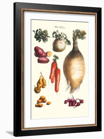 Vegetables; Onion, Potato, Carrot, Roots, Tubers-Philippe-Victoire Leveque de Vilmorin-Framed Art Print