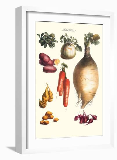 Vegetables; Onion, Potato, Carrot, Roots, Tubers-Philippe-Victoire Leveque de Vilmorin-Framed Art Print