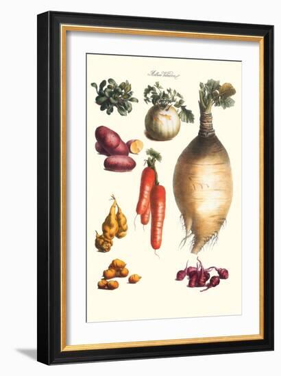 Vegetables; Onion, Potato, Carrot, Roots, Tubers-Philippe-Victoire Leveque de Vilmorin-Framed Art Print
