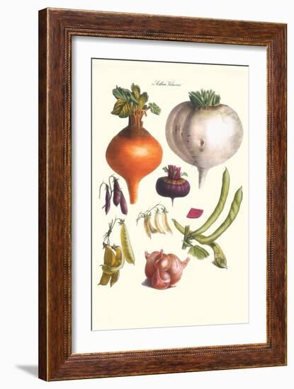 Vegetables; Peas, Onion, Turnip, Raddish, Green Beans-Philippe-Victoire Leveque de Vilmorin-Framed Art Print