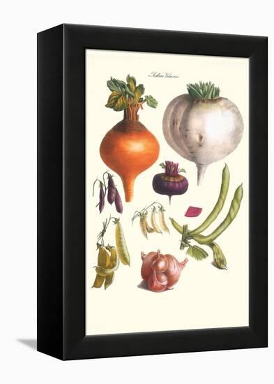 Vegetables; Peas, Onion, Turnip, Raddish, Green Beans-Philippe-Victoire Leveque de Vilmorin-Framed Stretched Canvas