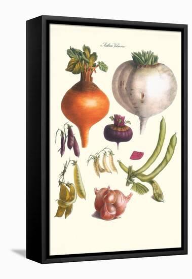 Vegetables; Peas, Onion, Turnip, Raddish, Green Beans-Philippe-Victoire Leveque de Vilmorin-Framed Stretched Canvas