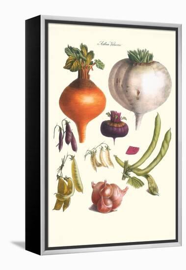 Vegetables; Peas, Onion, Turnip, Raddish, Green Beans-Philippe-Victoire Leveque de Vilmorin-Framed Stretched Canvas