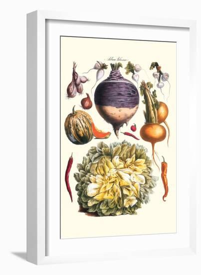Vegetables; Peppers, Onion, Raddish, Tubers, Pumpkin, and Lettuce-Philippe-Victoire Leveque de Vilmorin-Framed Art Print