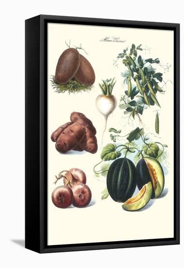 Vegetables; Potato, Melon, Raddish, Peas, Onions-Philippe-Victoire Leveque de Vilmorin-Framed Stretched Canvas