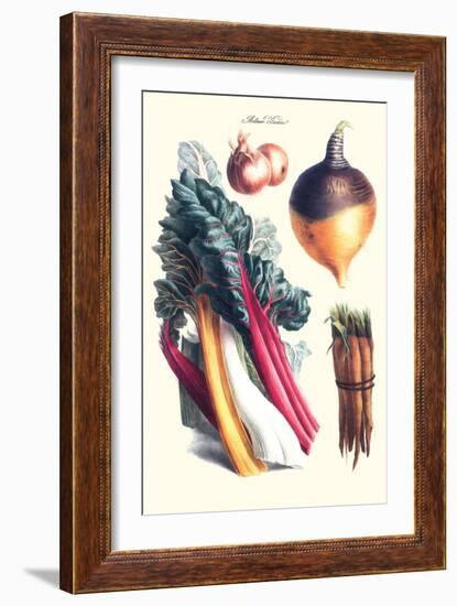 Vegetables; Rhubard, Carrot, Onion, Turnip-Philippe-Victoire Leveque de Vilmorin-Framed Art Print