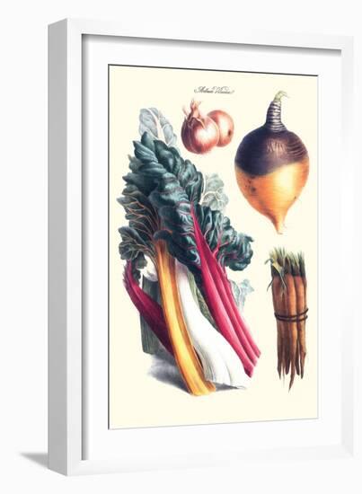 Vegetables; Rhubard, Carrot, Onion, Turnip-Philippe-Victoire Leveque de Vilmorin-Framed Art Print