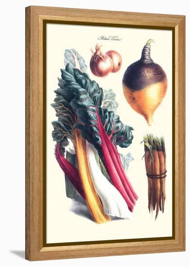 Vegetables; Rhubard, Carrot, Onion, Turnip-Philippe-Victoire Leveque de Vilmorin-Framed Stretched Canvas