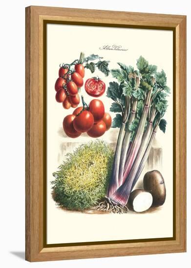 Vegetables; Tomato Varieties, Celery, and Potato-Philippe-Victoire Leveque de Vilmorin-Framed Stretched Canvas