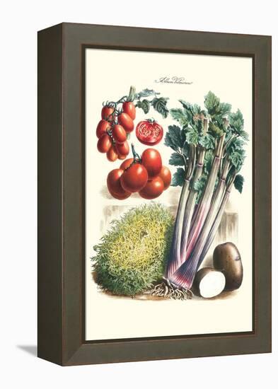 Vegetables; Tomato Varieties, Celery, and Potato-Philippe-Victoire Leveque de Vilmorin-Framed Stretched Canvas