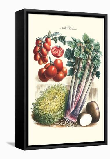 Vegetables; Tomato Varieties, Celery, and Potato-Philippe-Victoire Leveque de Vilmorin-Framed Stretched Canvas