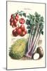 Vegetables; Tomato Varieties, Celery, and Potato-Philippe-Victoire Leveque de Vilmorin-Mounted Art Print