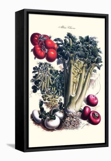 Vegetables; Turnip, Raddish, Tomato, Celery, and Peas-Philippe-Victoire Leveque de Vilmorin-Framed Stretched Canvas
