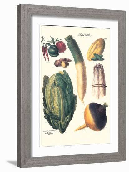 Vegetables; White Asparagus, Spago, Peppers, Cabbage, Turnip-Philippe-Victoire Leveque de Vilmorin-Framed Art Print