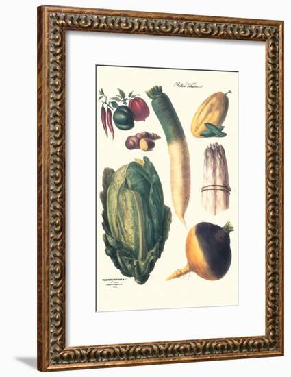 Vegetables; White Asparagus, Spago, Peppers, Cabbage, Turnip-Philippe-Victoire Leveque de Vilmorin-Framed Art Print