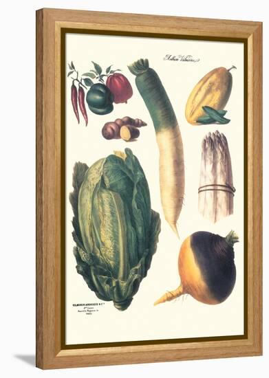 Vegetables; White Asparagus, Spago, Peppers, Cabbage, Turnip-Philippe-Victoire Leveque de Vilmorin-Framed Stretched Canvas