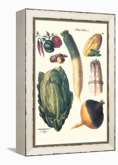 Vegetables; White Asparagus, Spago, Peppers, Cabbage, Turnip-Philippe-Victoire Leveque de Vilmorin-Framed Stretched Canvas