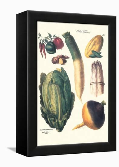 Vegetables; White Asparagus, Spago, Peppers, Cabbage, Turnip-Philippe-Victoire Leveque de Vilmorin-Framed Stretched Canvas