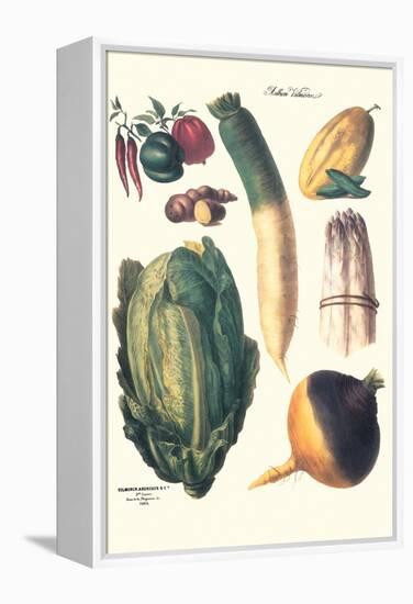 Vegetables; White Asparagus, Spago, Peppers, Cabbage, Turnip-Philippe-Victoire Leveque de Vilmorin-Framed Stretched Canvas