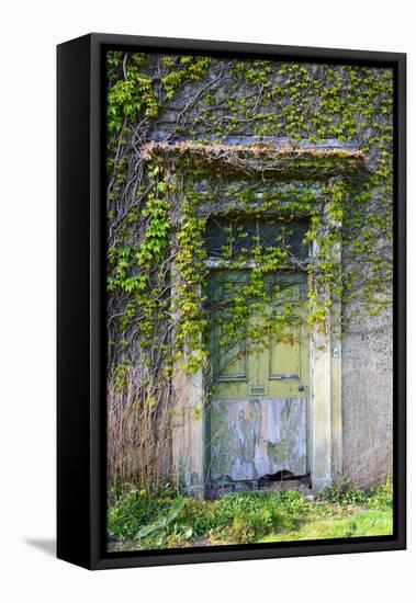 Vegetation and Ivy Growing over Empty Hall Near Leeds Yorkshire Uk-Paul Ridsdale-Framed Premier Image Canvas