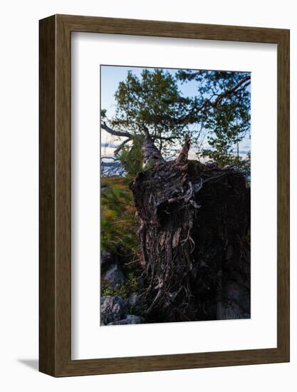 Vegetation, fallen tree, shore, Stora Le Lake, Sweden-Andrea Lang-Framed Photographic Print